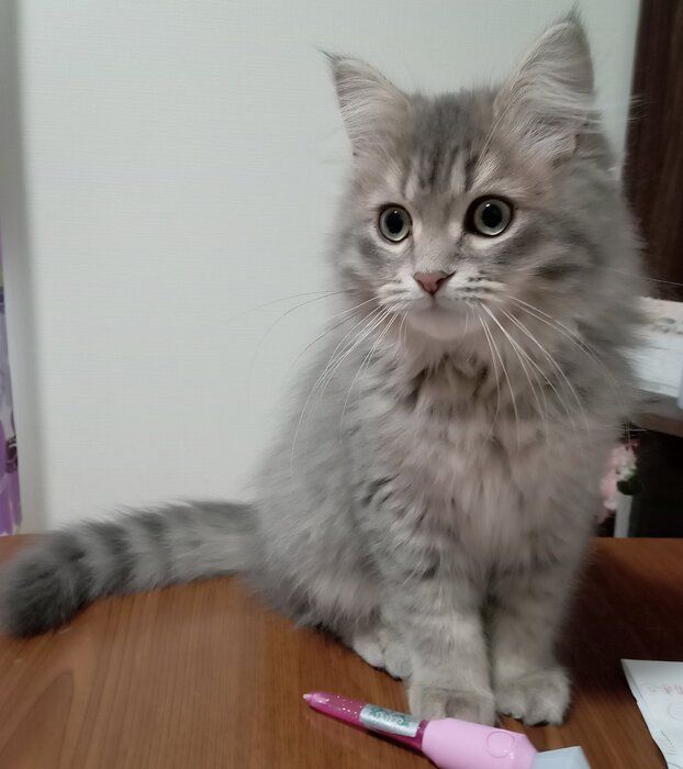 座っている生後4カ月のサイベリアン