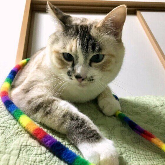 見つめる猫
