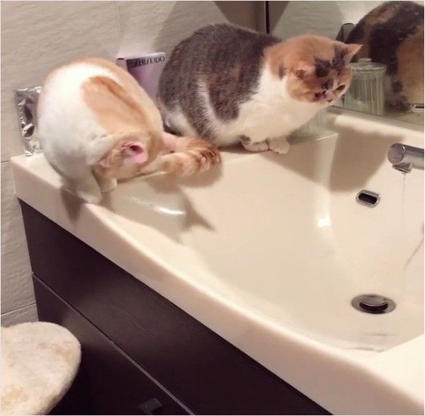 水にさわるニャンコ