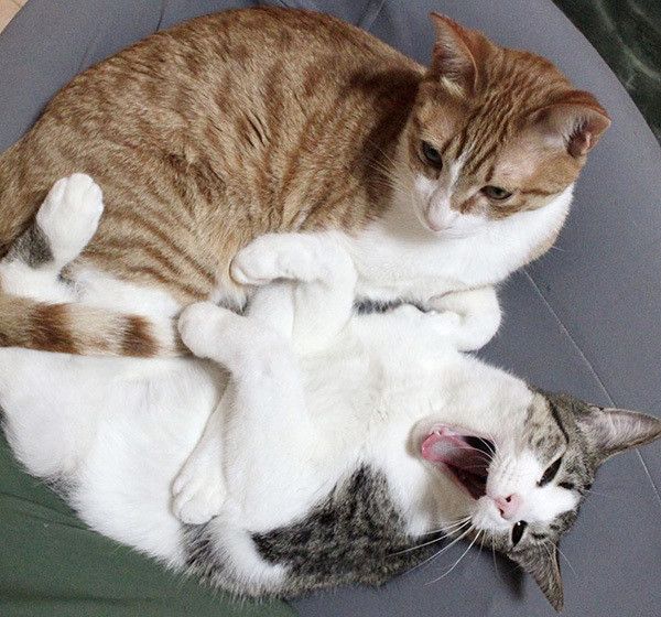 寄り添う猫