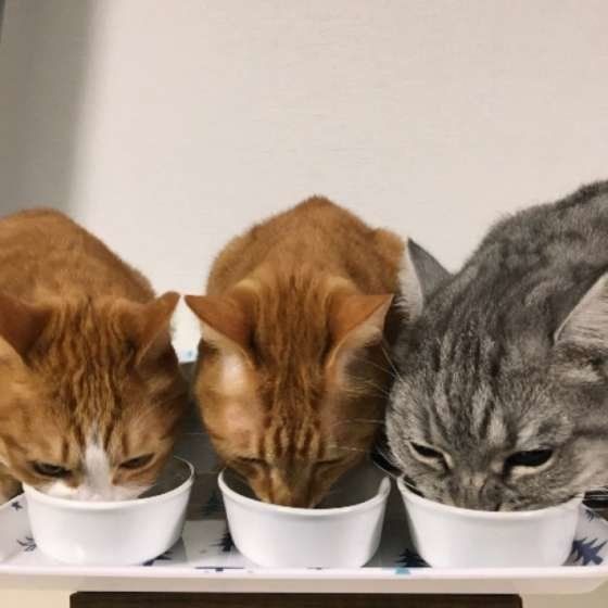 ねこのきもち投稿写真ギャラリー