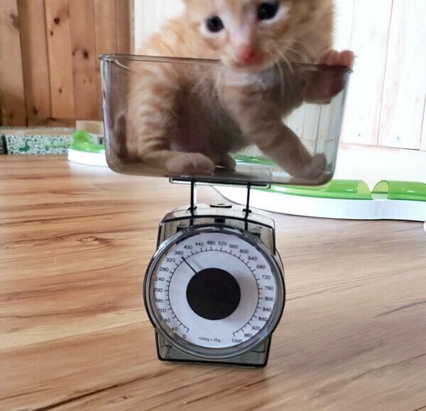 体重をはかるトロくん