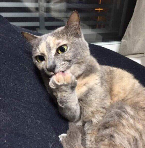 毛づくろい