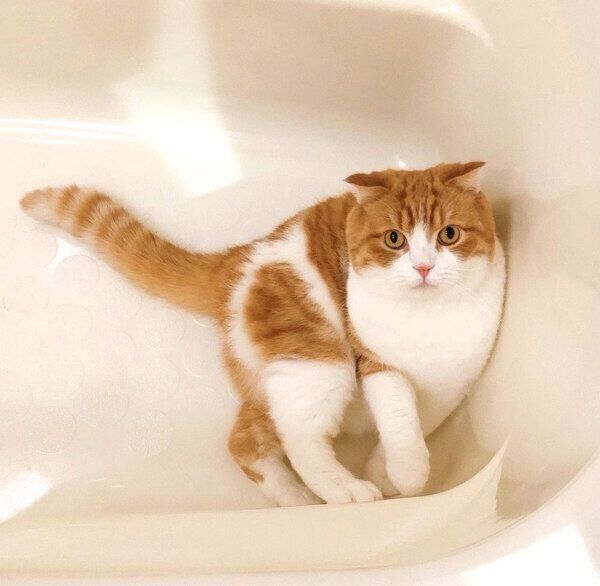 お風呂場に居座るまーるくん