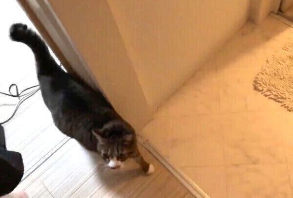 お風呂場にやってきたちゃむのすけくん