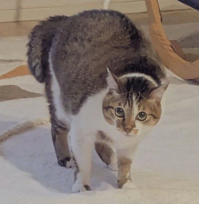 背中を丸めて「やんのかポーズ」をする元保護猫　飼い主が明かす「やんのか」の理由にクスッとする