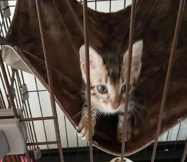 見つめる猫