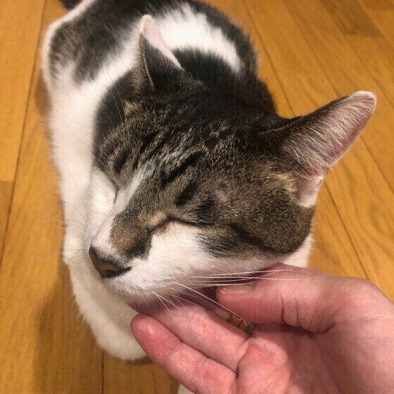 スリスリをするラブくん