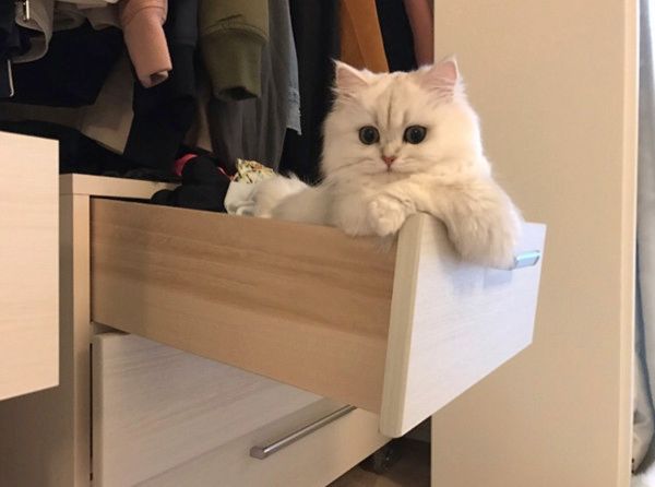 ドヤ顔をする猫