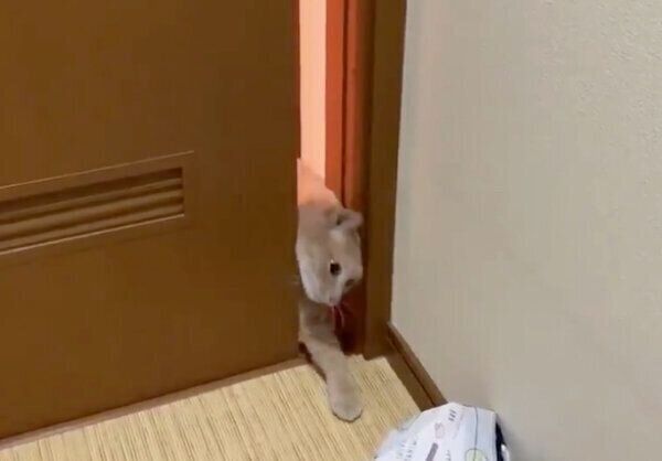 ドアをすり抜けようとするひのきちゃん
