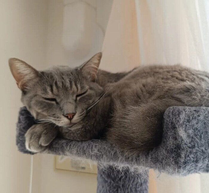 キャットタワーの上で寝る猫