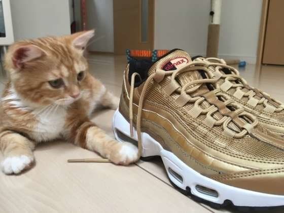 靴を見つめるスコティッシュフォールド