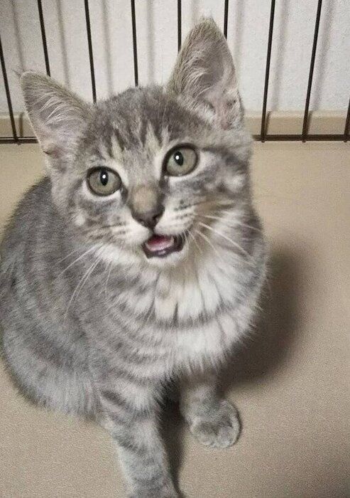 鳴いている生後約2カ月の子猫
