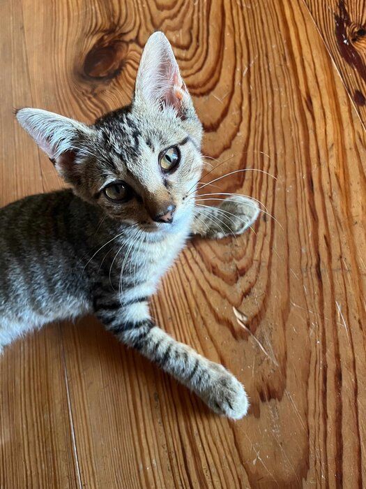 生後約3カ月の猫