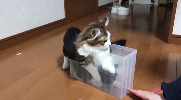箱に入る猫
