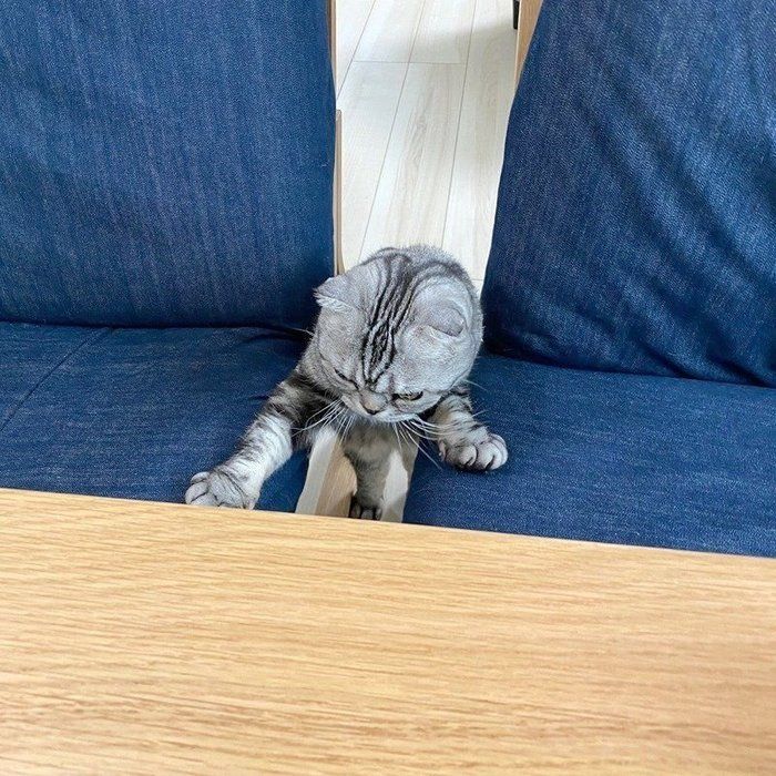 @tacos_cat