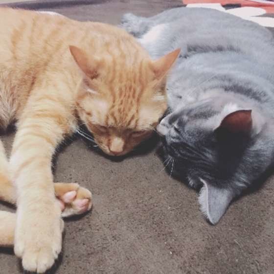 仲良くおやすみ中の猫ちゃんたち
