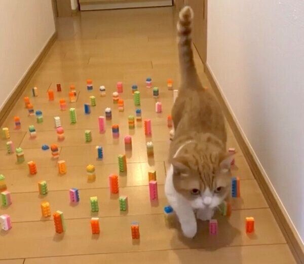 ブロックを倒さずに進むきなこちゃん