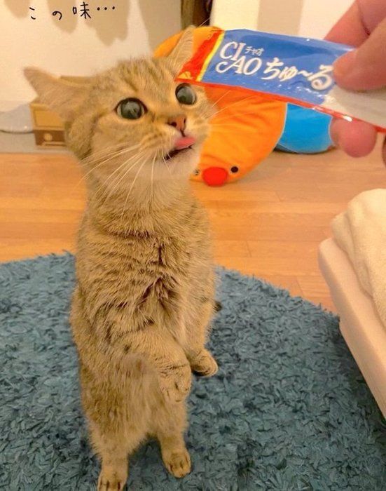 ちゅ〜るを食べて興奮するきなこちゃん