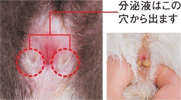 猫の肛門腺