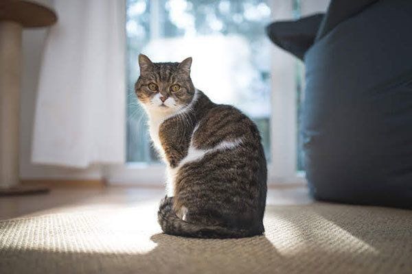 見つめる猫