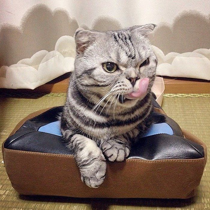 @tacos_cat