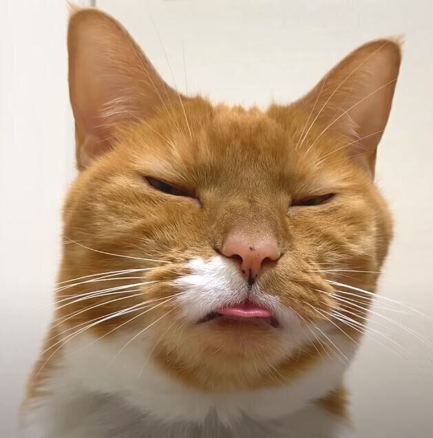 舌を出したまま寝る猫