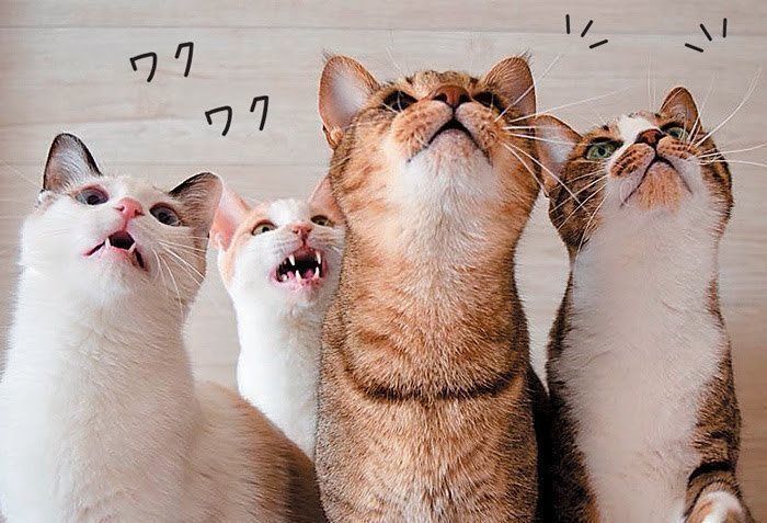 興味津々の猫たち