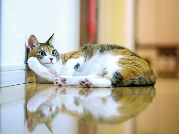猫