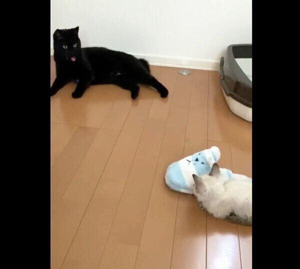 子猫を遠くから見守るミナちゃん