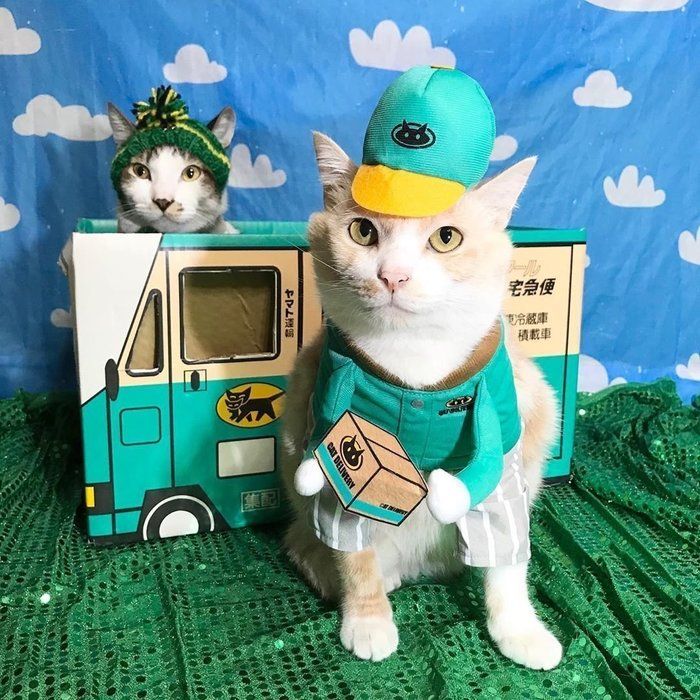 のせぐるみ「はいたついん」をのせた猫