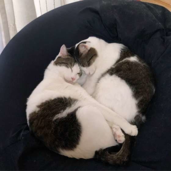 くっつく2匹の猫