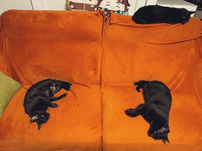 あんずちゃん、ぽんずくん、わさびくん