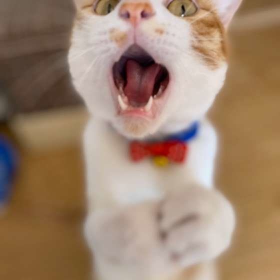 ごはんをねだる猫