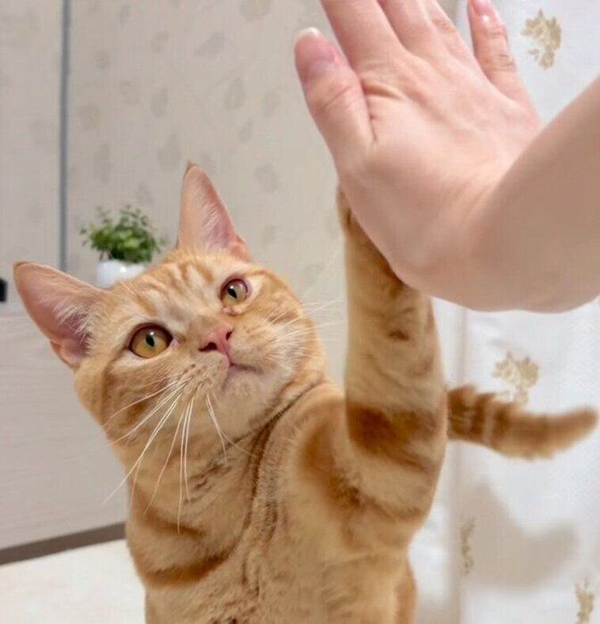 ハイタッチをするめろんくん