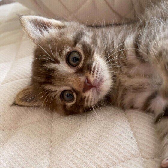 子猫