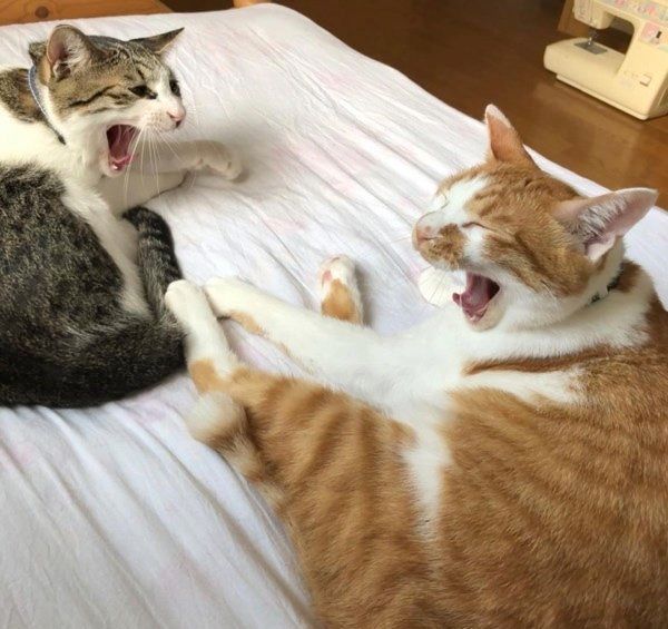 動きがシンクロする猫