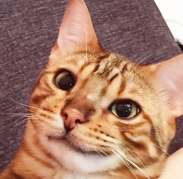 微笑む猫
