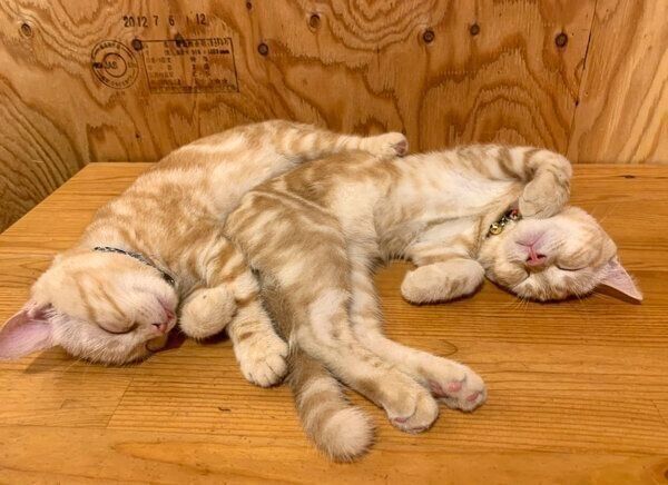 くっついて眠るもこちゃん、らぺちゃん