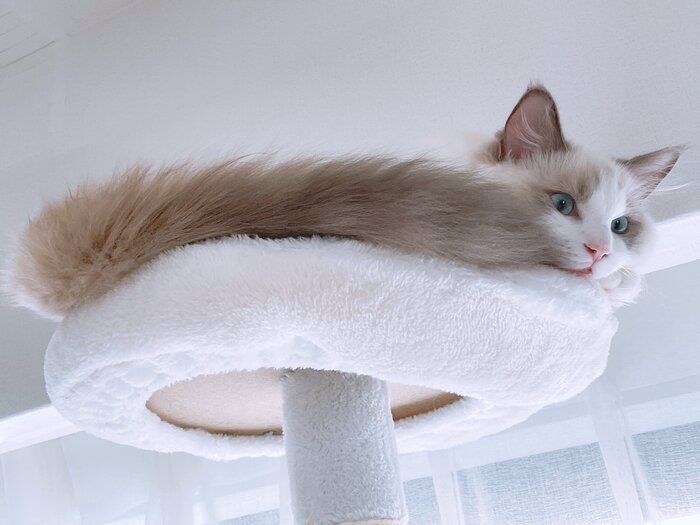 しっぽがふわふわなざらめくん