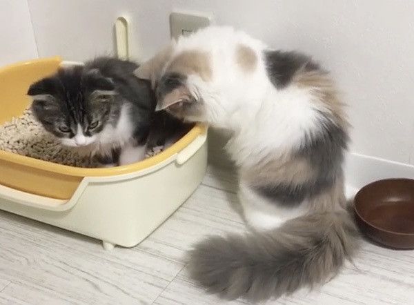 見つめる猫