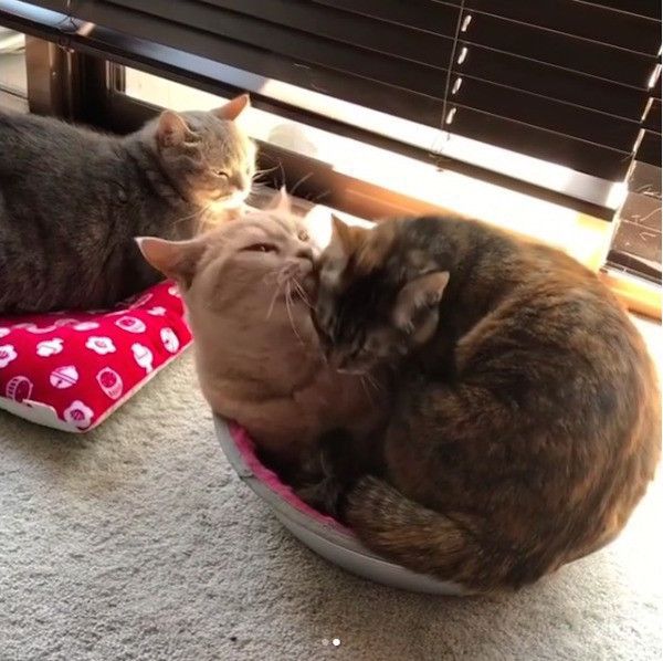 猫鍋