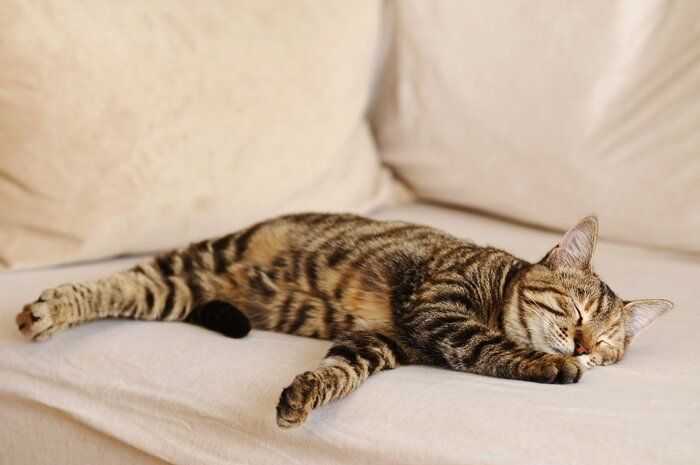画像/iStock、Getty Images Plus