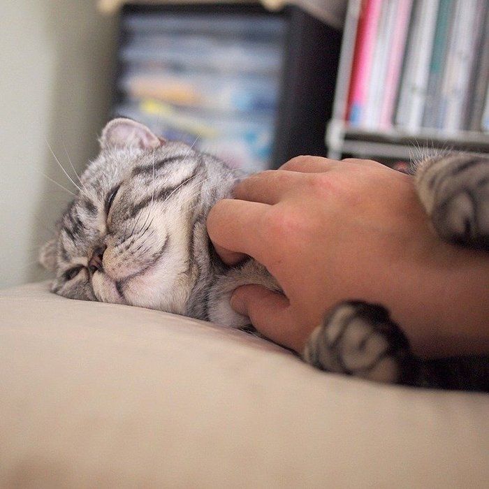 @tacos_cat