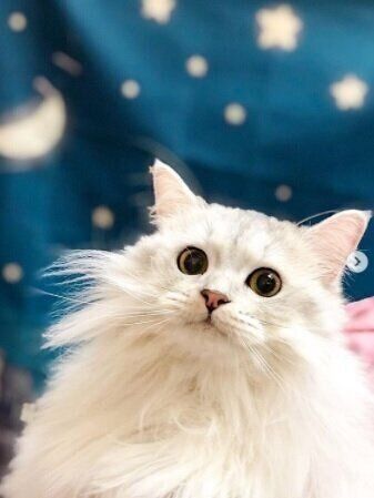ねこのきもちWEB MAGAZINE ねこの日企画「MEN'S CAT」