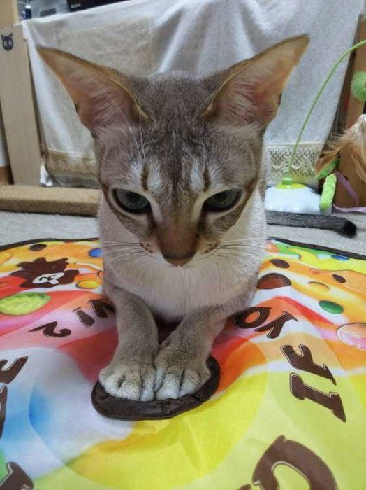 カラフルなマットの上で頭を下げ気味の猫