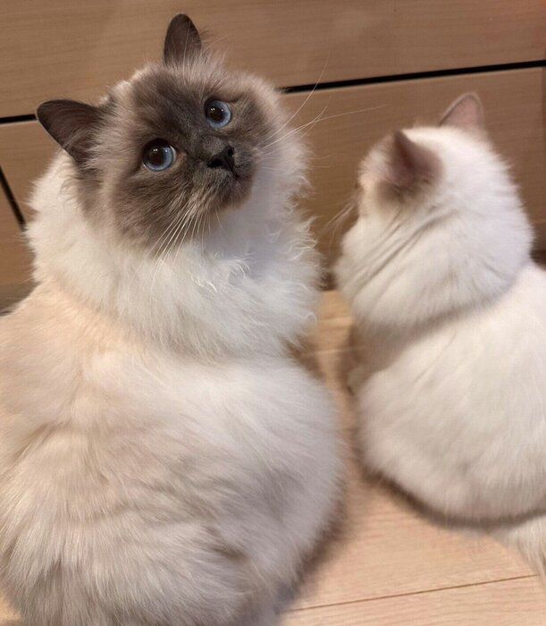 棚の前に集まる2匹