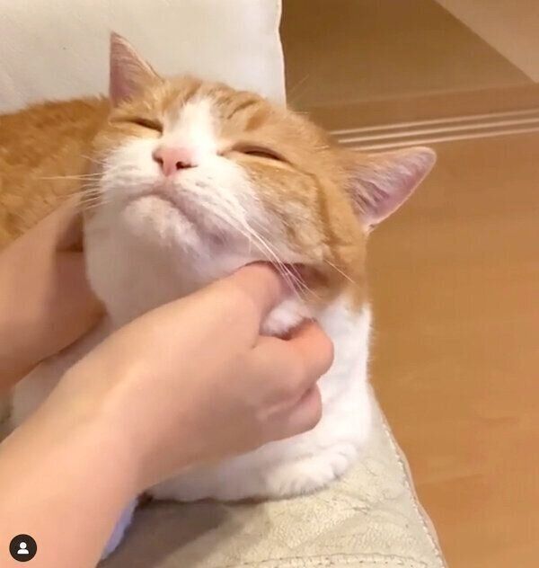 フェイスマッサージをしてもらうきなこちゃん