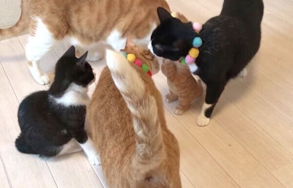 子猫の置物の周りに集まるうにくん、むぎくん、はちちゃん、むーくん
