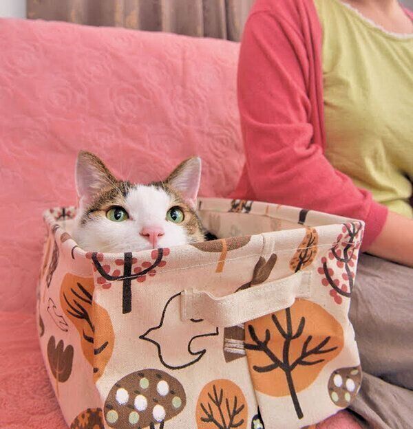 箱に入る猫